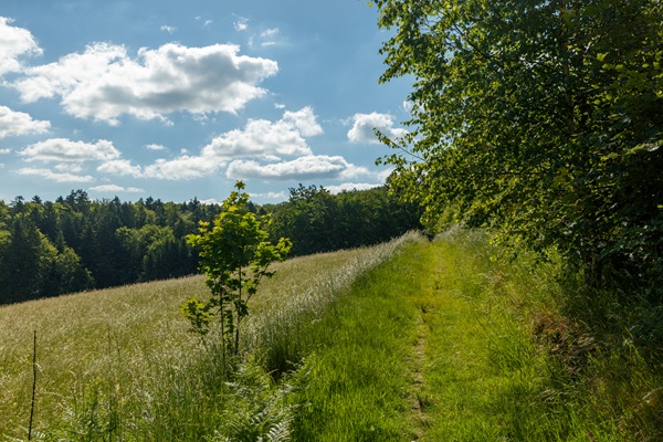 Ein grasbewachsener Weg verläuft neben einem sonnendurchfluteten Feld, das von Bäumen gesäumt ist, unter einem blauen Himmel mit vereinzelten weißen Wolken.
